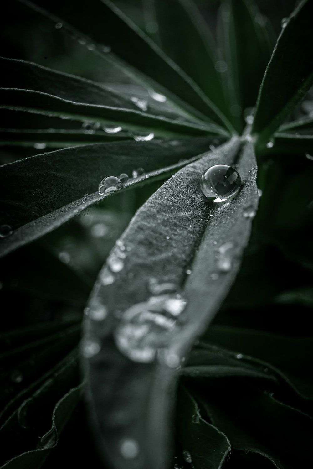 Water Droplets On A Leaf Picture. Download Free Image