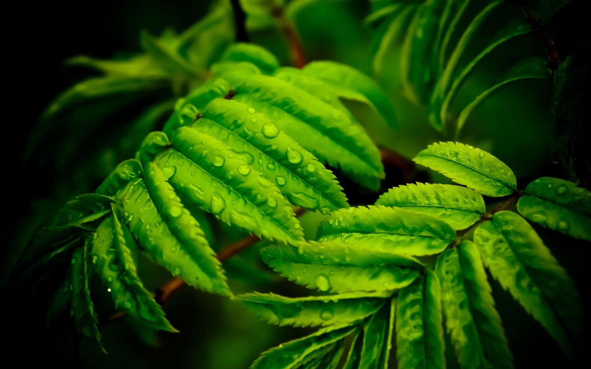 Green Leaves With Water Drops 18115 HD wallpaper