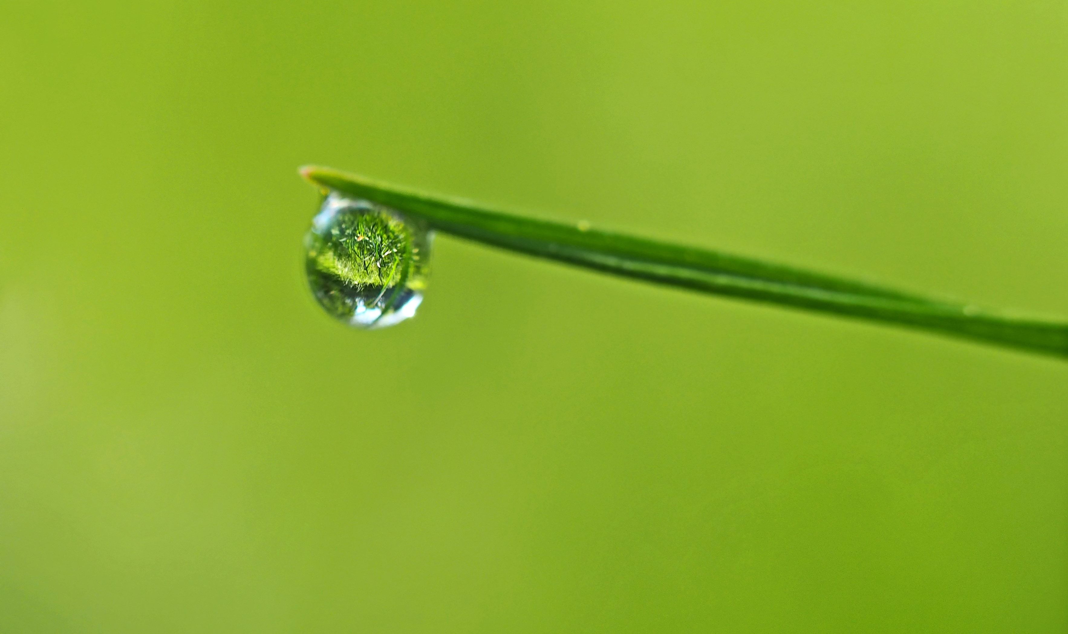 Green Leaf And Water Droplet Preview Drop On Leaf Wallpaper & Background Download