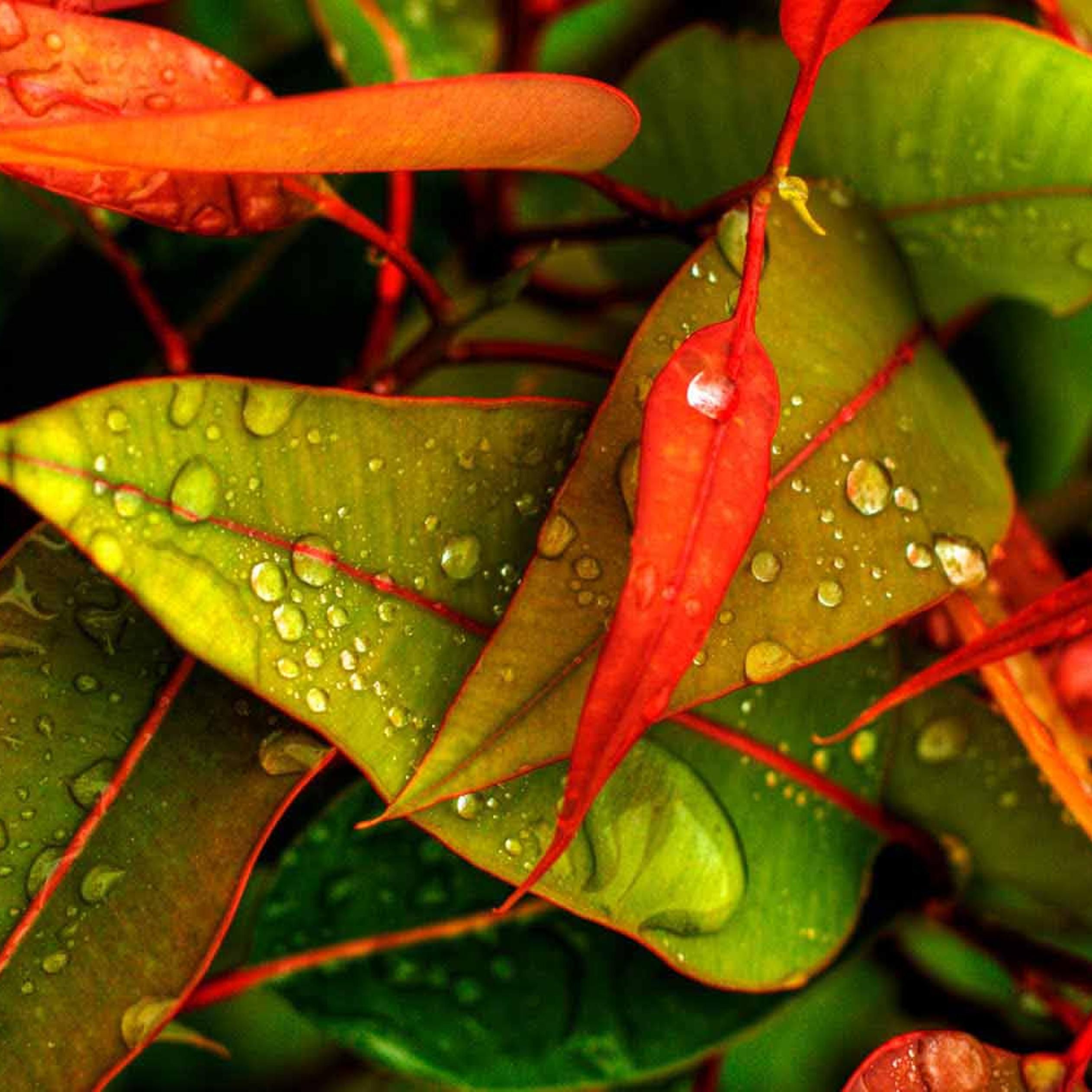 Water drops on the leaves in the morning