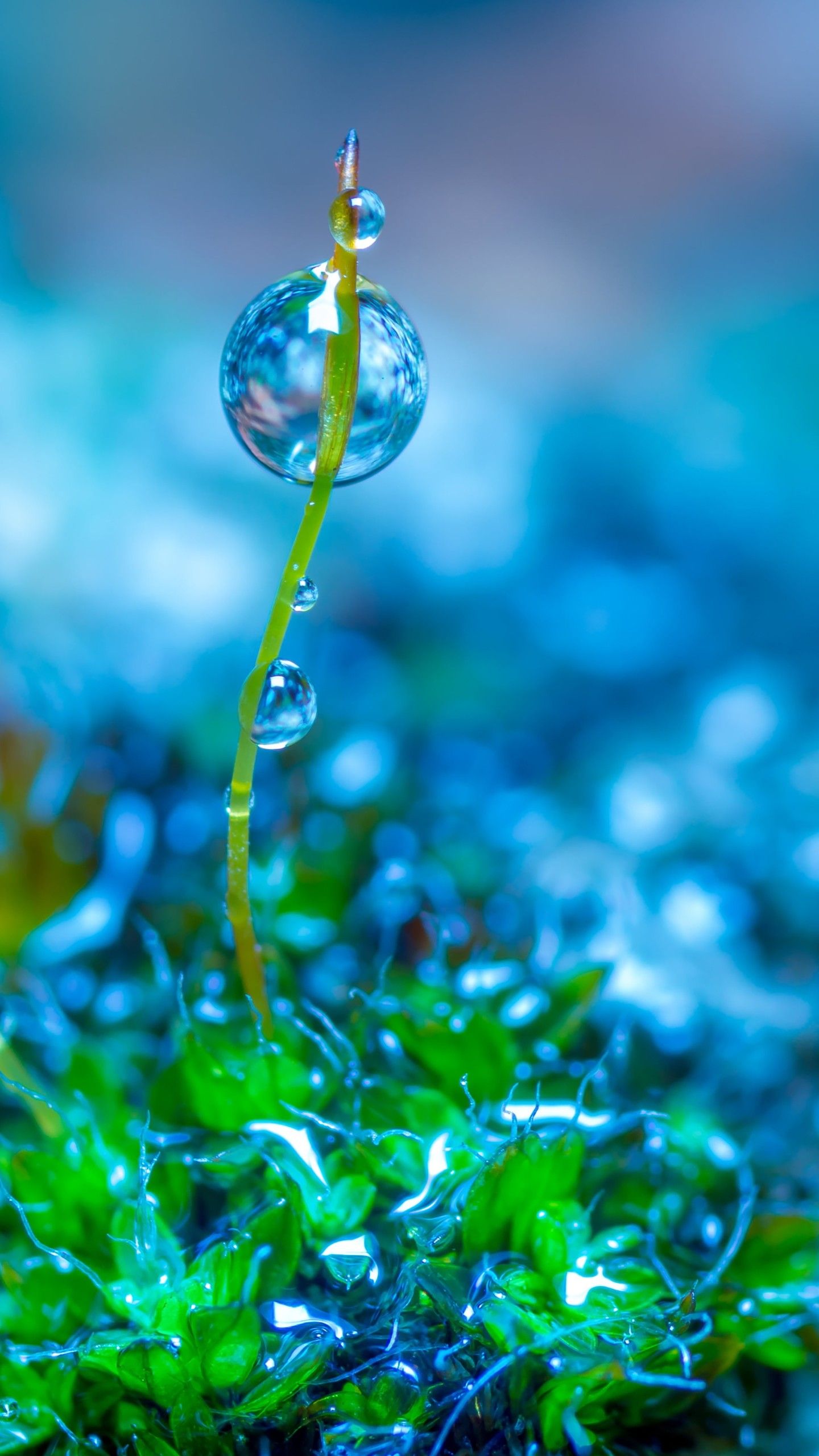 Green Leaf Grass With Water Drop 4K HD Wallpaper