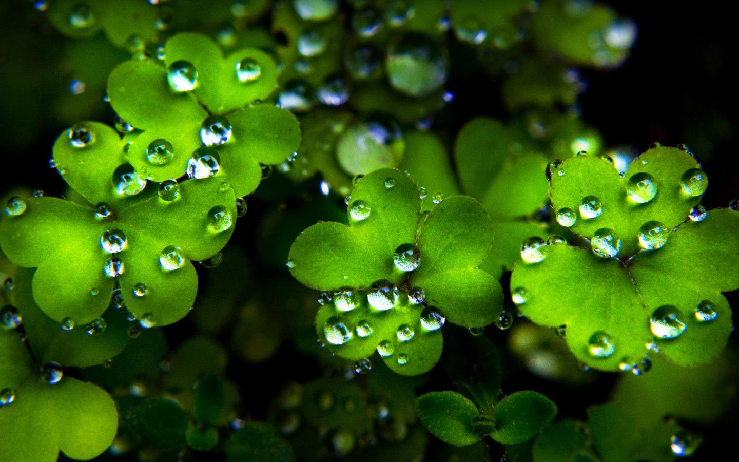 Leaf Water Drops HD desktop wallpaper