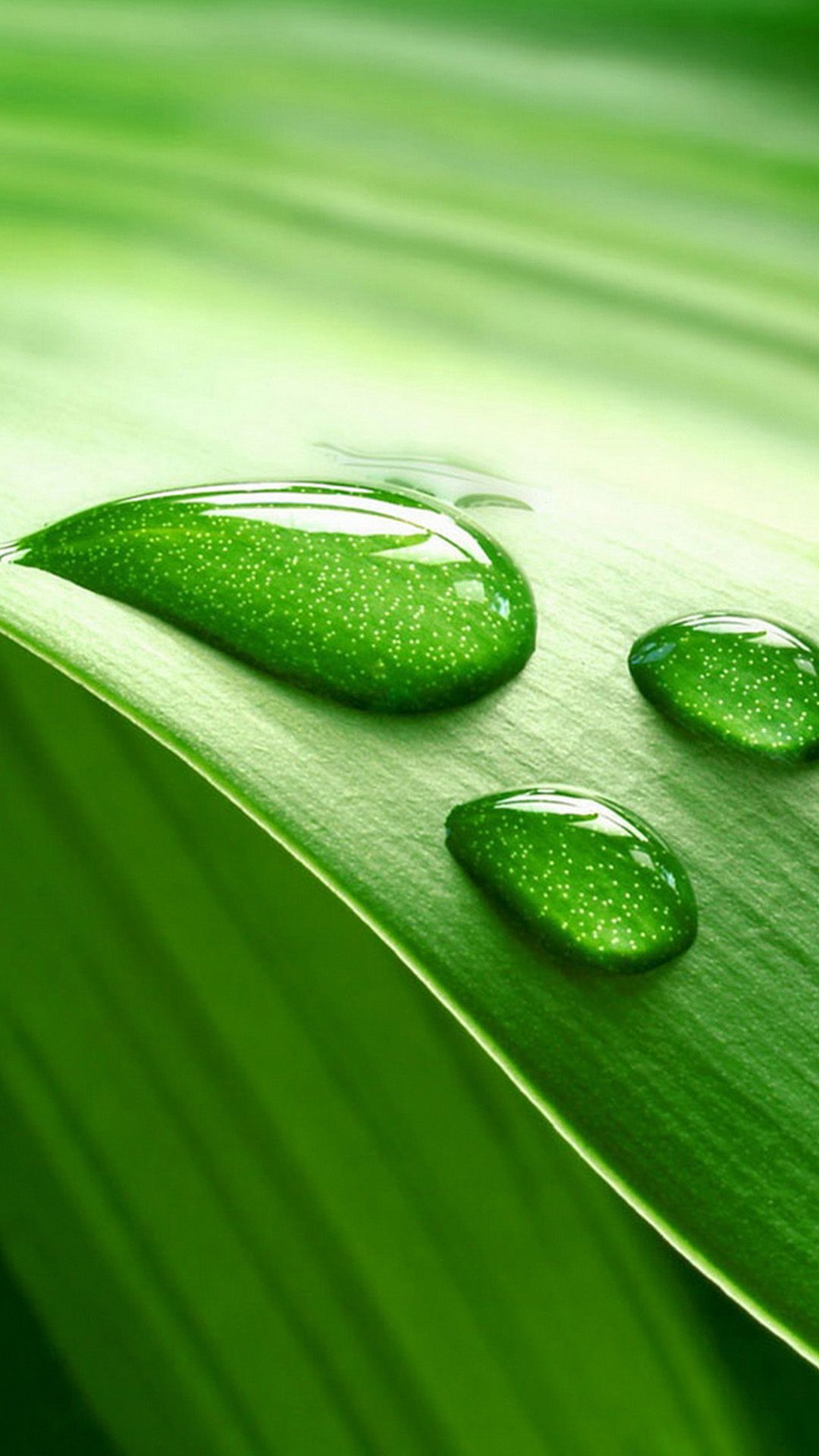 Samsung mobile Wallpaper Leaf And Water Drop