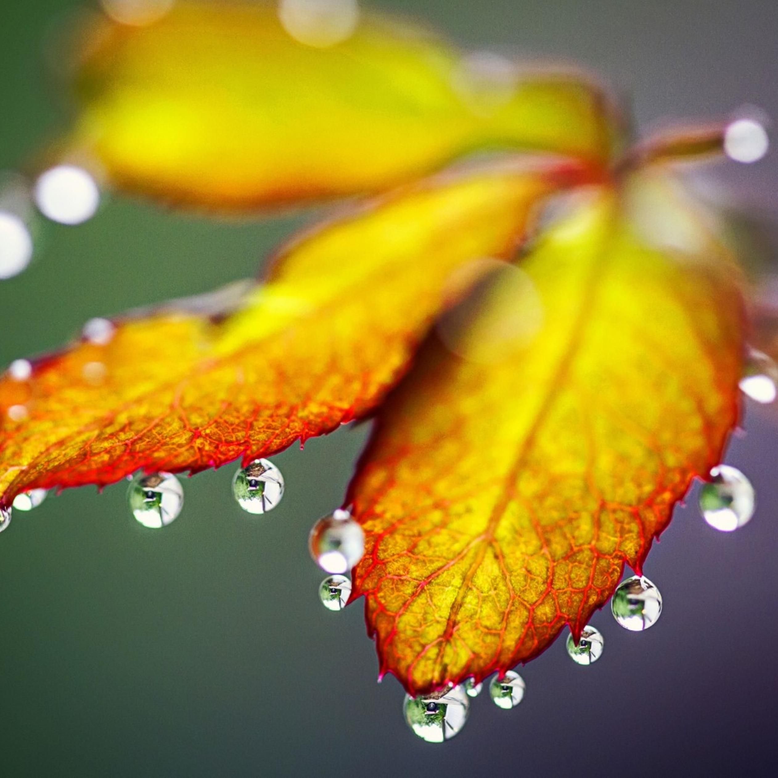 Macro water drops on the Autumn leaves
