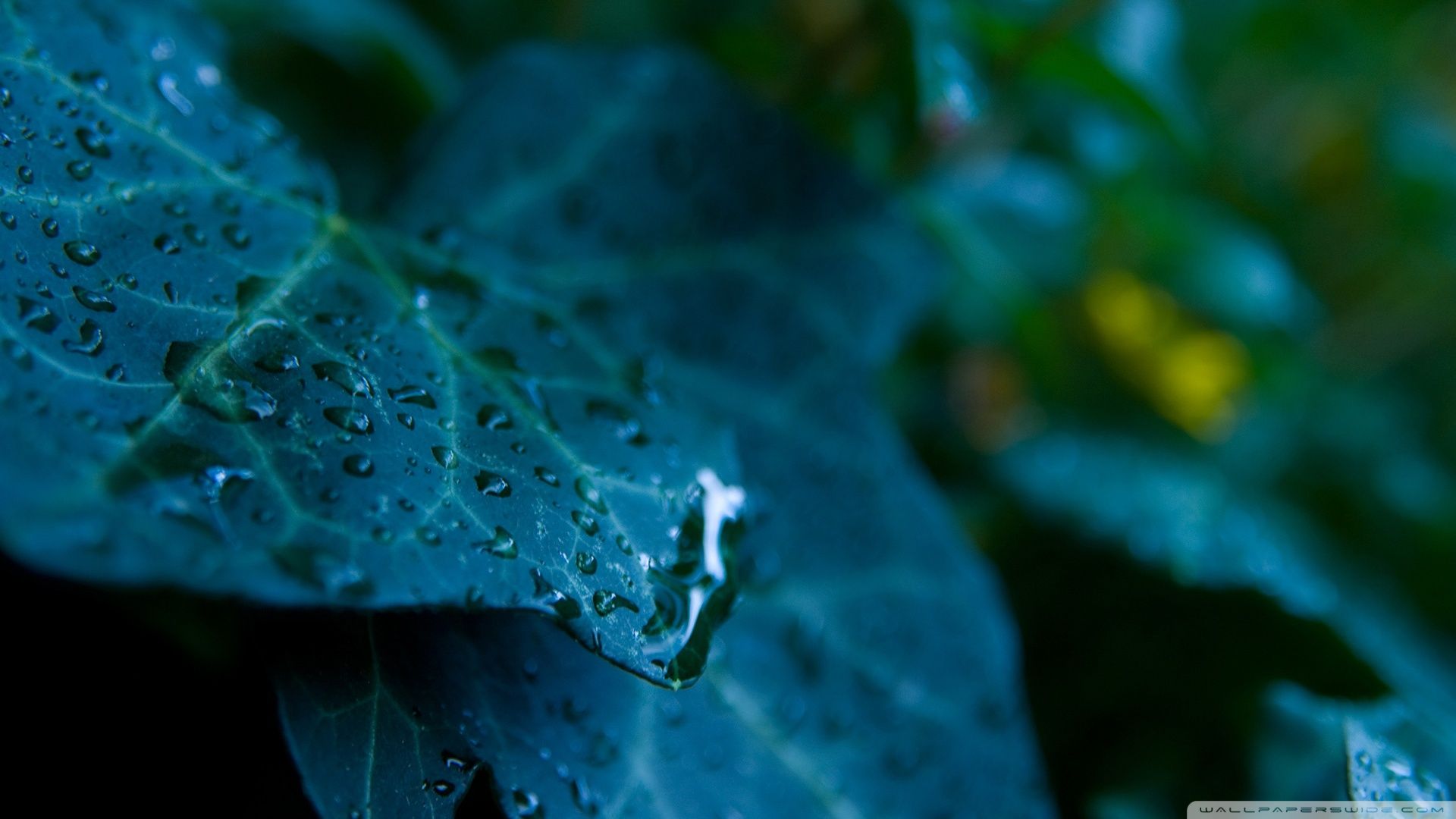 Download Leaves And Water Drops Wallpaper 1920x1080