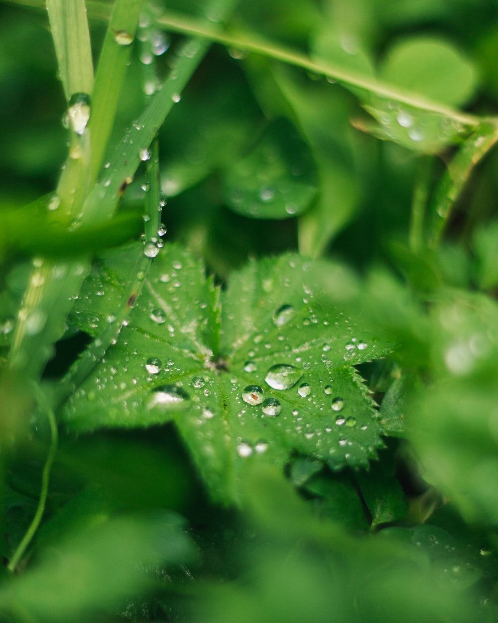Water Droplets On A Leaf Picture. Download Free Image