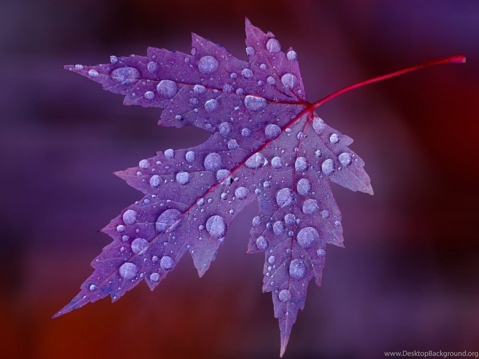 Wallpaper HD Water Drops On Purple Leaf HD Wallpaper Expert Desktop Background