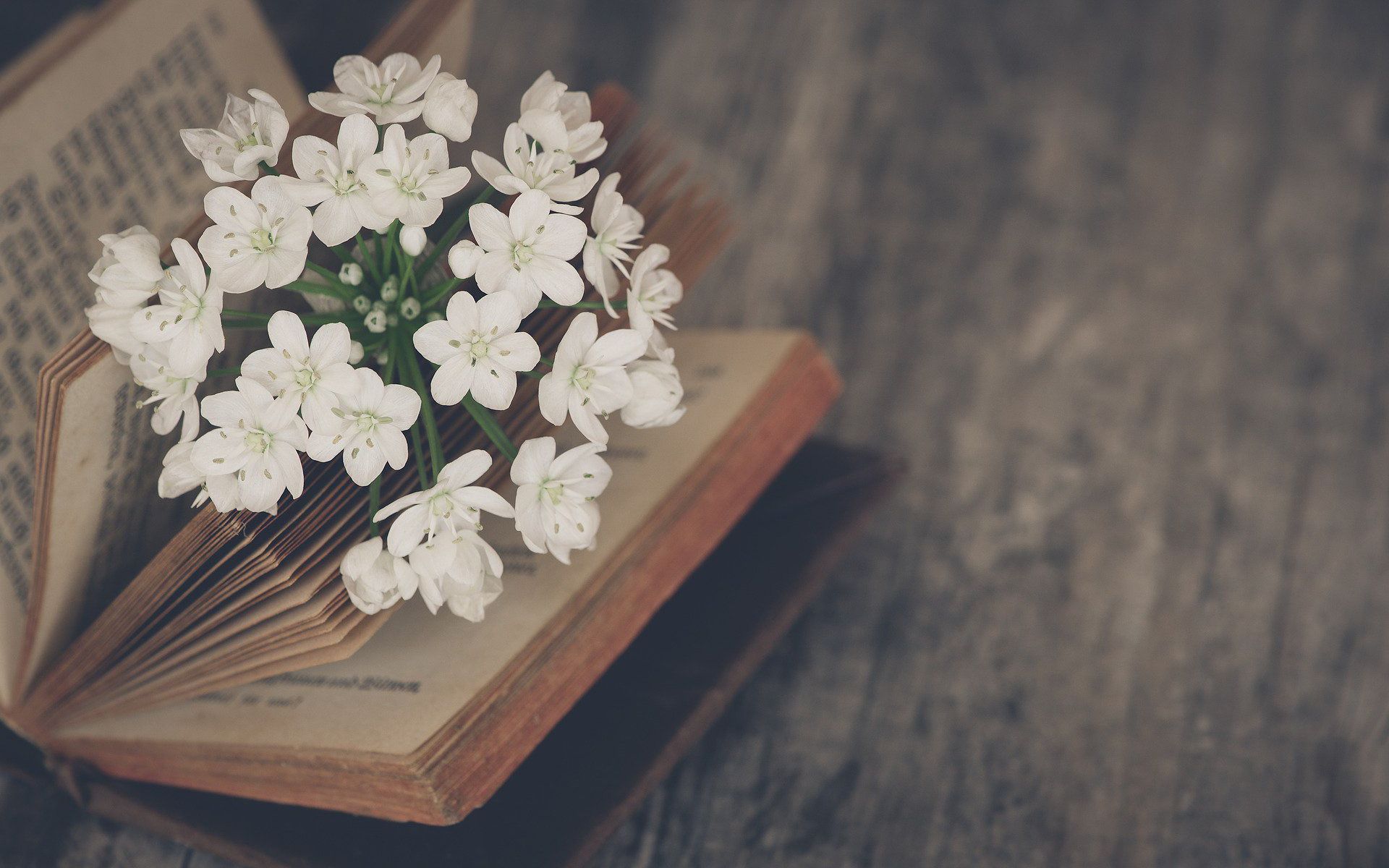 Download wallpaper spring flowers, old book, mood, blur, flowers in the book for desktop with resolution 1920x1200. High Quality HD picture wallpaper