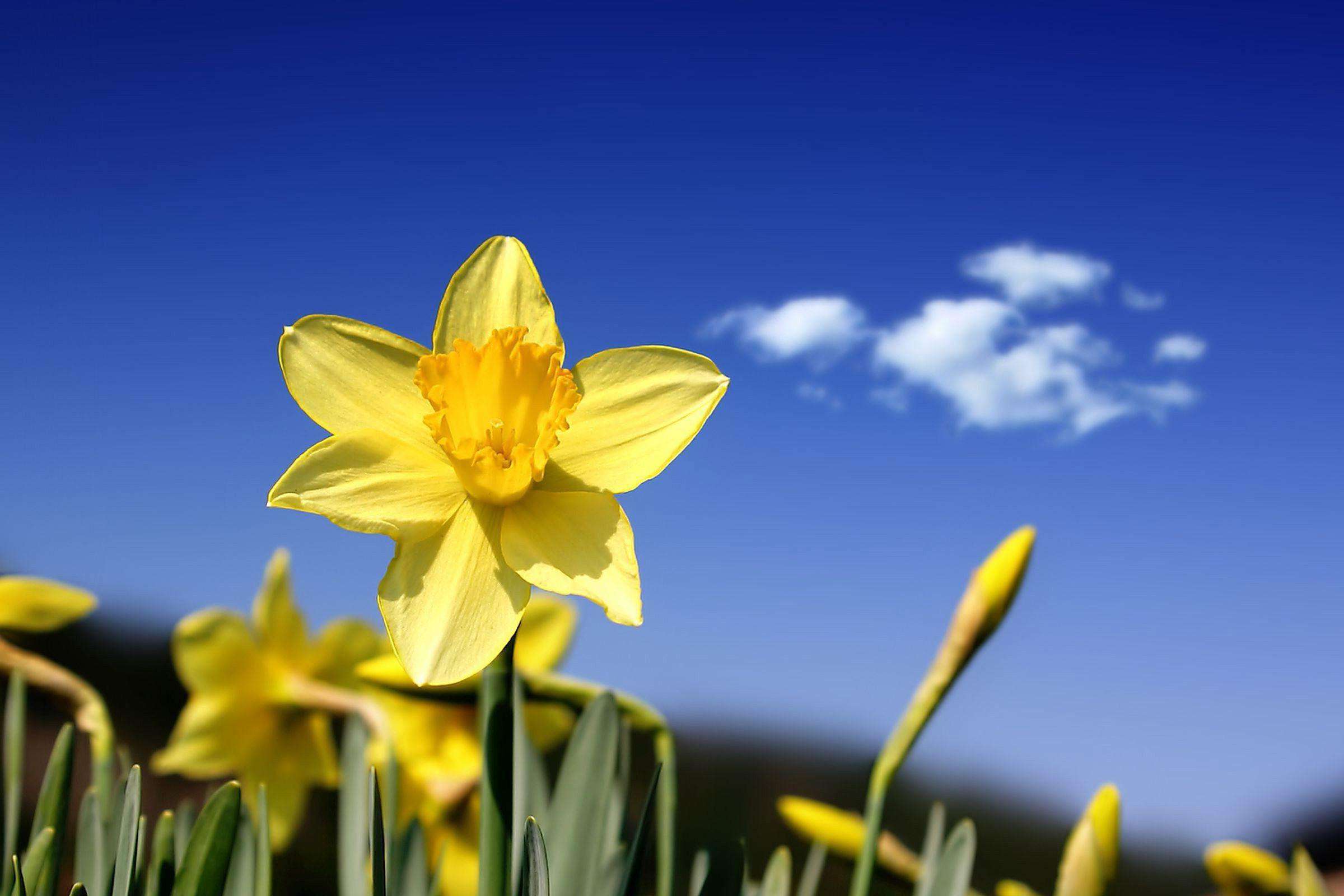 Best Free Spring Background and Wallpaper
