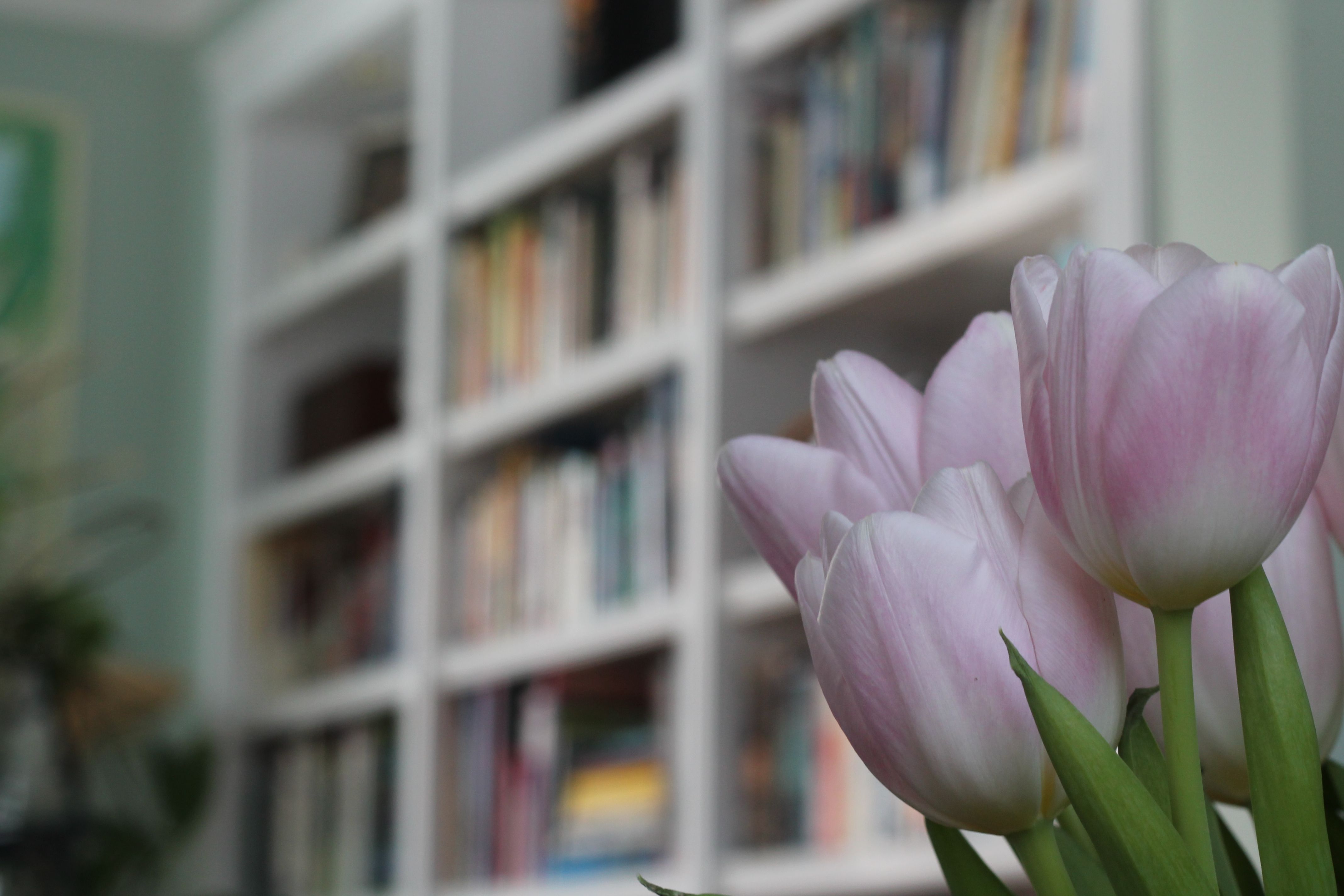Wallpaper, window, flowers, plants, tulips, books, reading, shelf, pink, shelves, spring, flower, tulip, flora, book, petal, flowering plant, floristry, bookcase 4272x2848