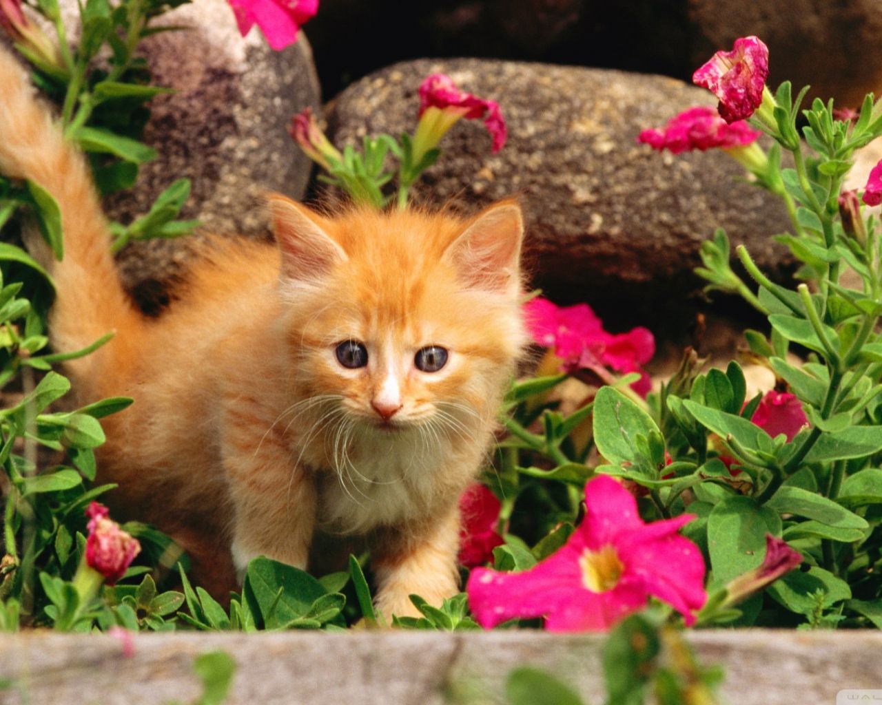 Free download spring wallpaper for cute cats and kittens Car Picture [1920x1080] for your Desktop, Mobile & Tablet. Explore Kitten Spring Wallpaper. Abstract Spring Desktop Wallpaper, Spring Wallpaper Background