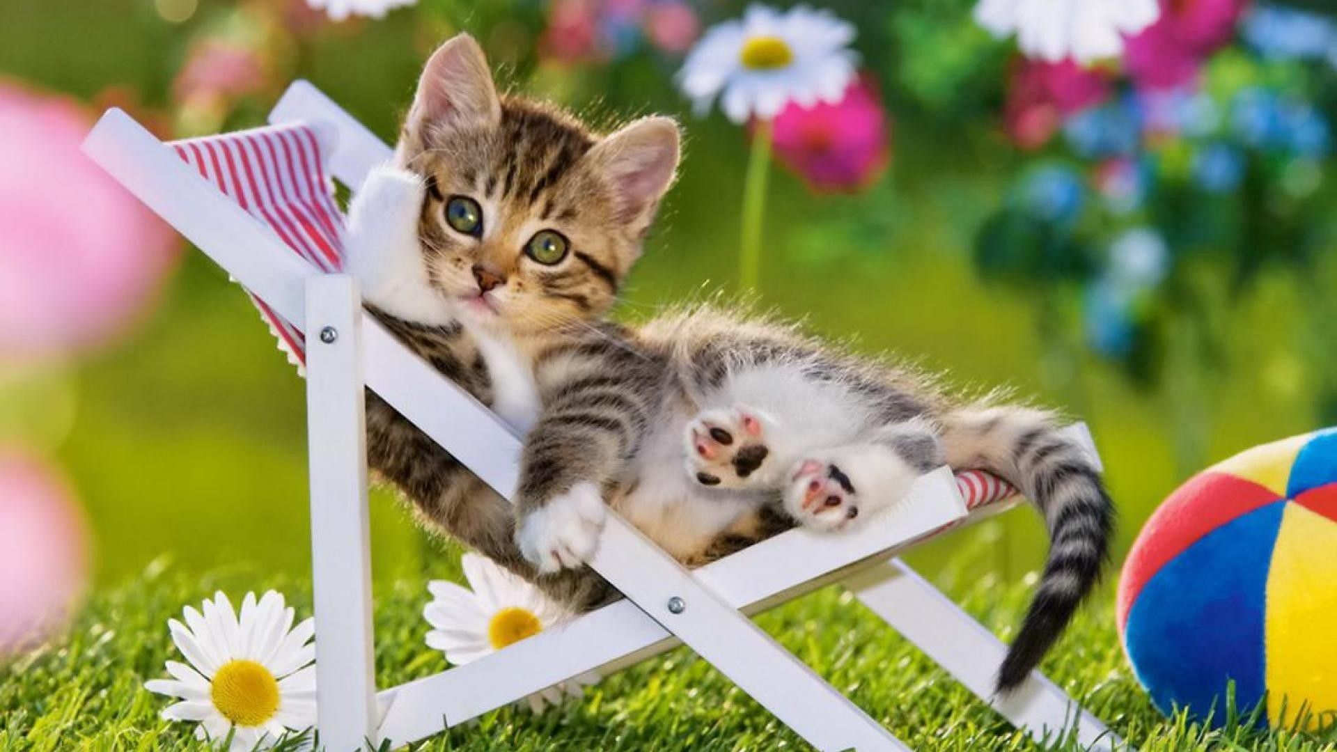 Kittens Spring Wallpapers - Wallpaper Cave