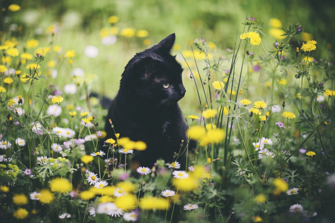 Cat And Spring Flowers Cats HD Wallpaper