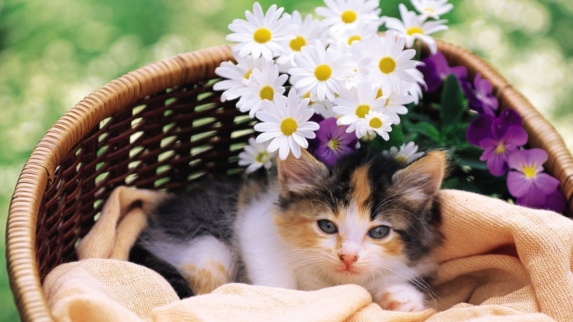 Cat And Flower In Basket With Flowers