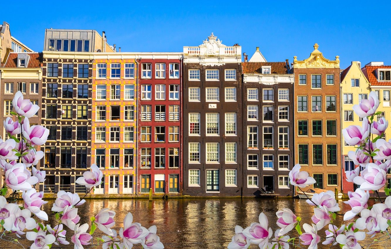 Wallpaper river, spring, Amsterdam, flowering, blossom, Amsterdam, flowers, old, spring, buildings, Netherlands, canal image for desktop, section город