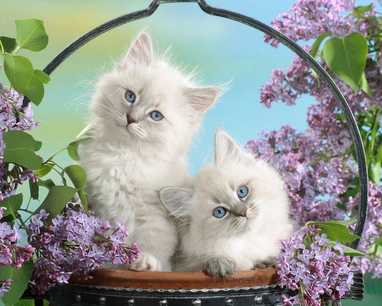 Download wallpaper 1280x1024 kittens, trash, leaves, sit, fluffy standard 5:4 HD background