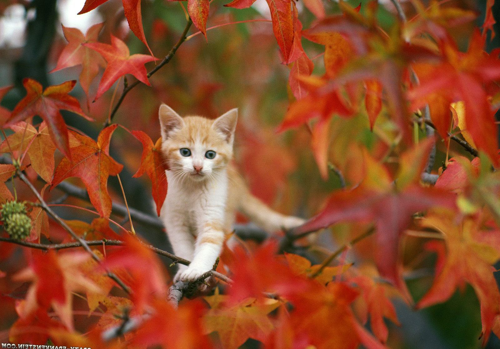 Wallpaper, branch, wildlife, kittens, whiskers, spring, autumn, kitten, computer wallpaper, cat like mammal, small to medium sized cats, maple leaf, puss, 1600x1116 px, lovely desktop image, cat image, cat photo, cat