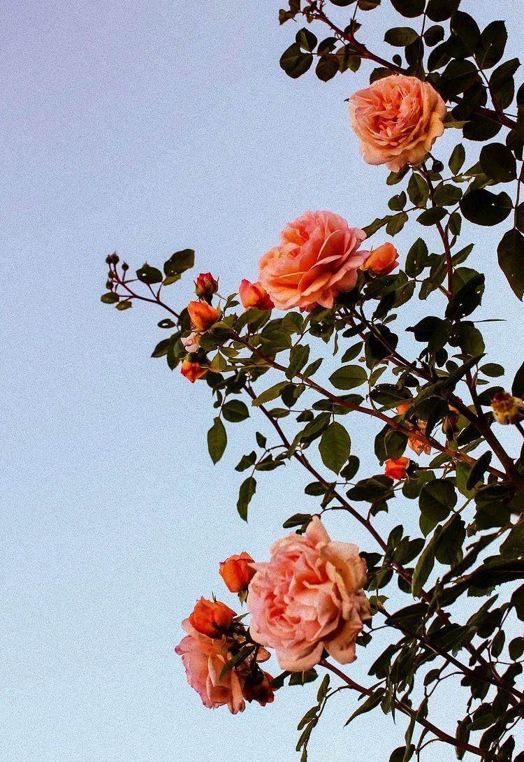 Aesthetic Flower Wallpaper
