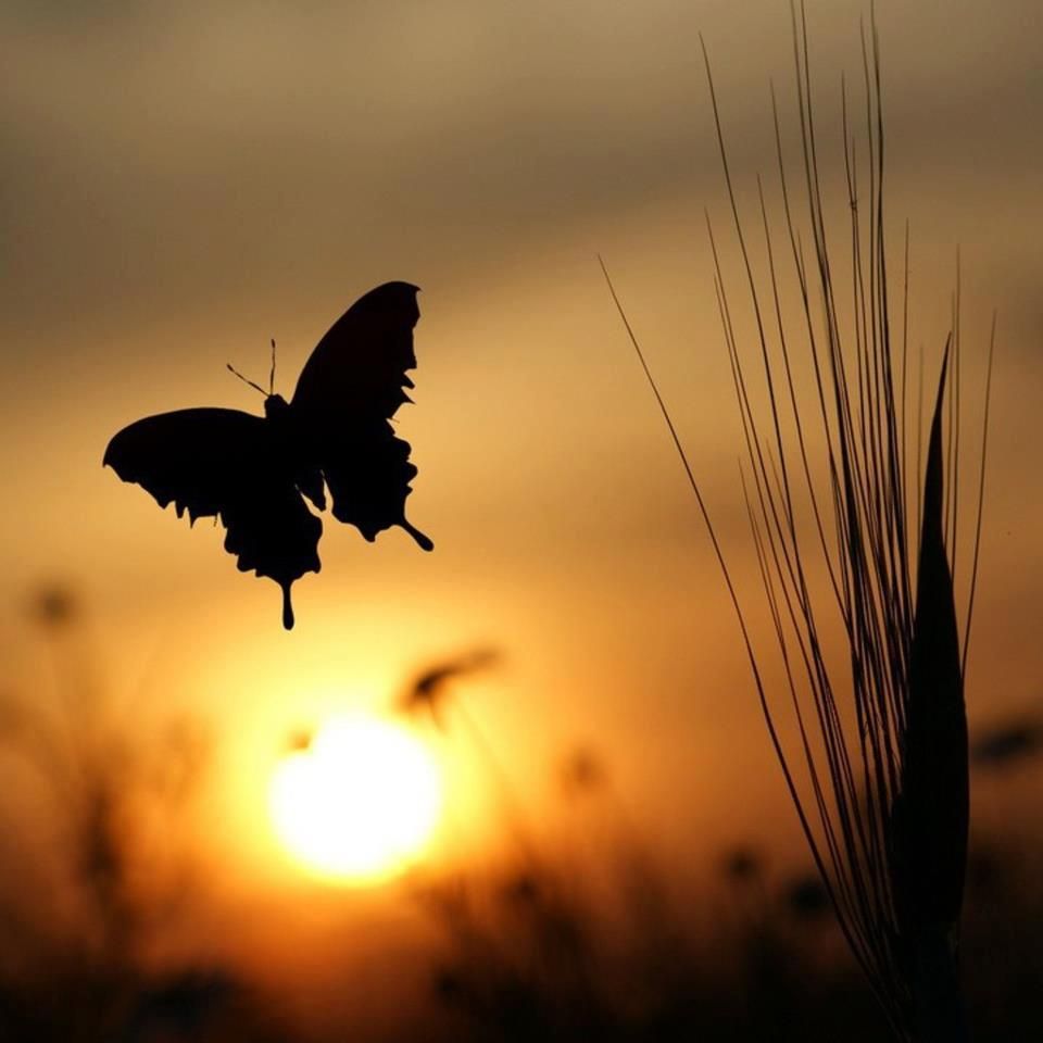 Art Photo. Facebook. Beautiful butterflies, Butterfly wallpaper, Nature