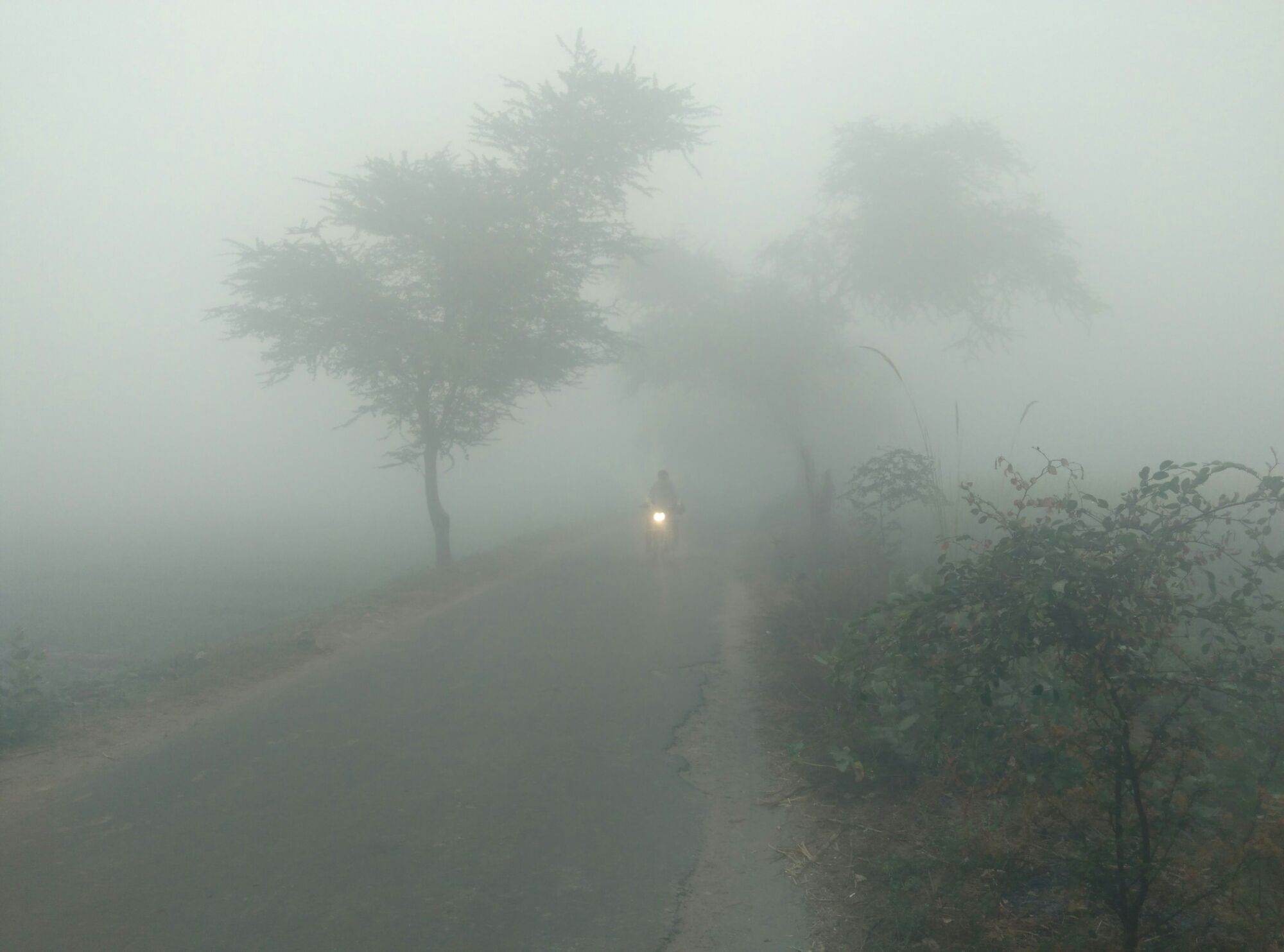 Free photo: Foggy Morning, Field, Fog