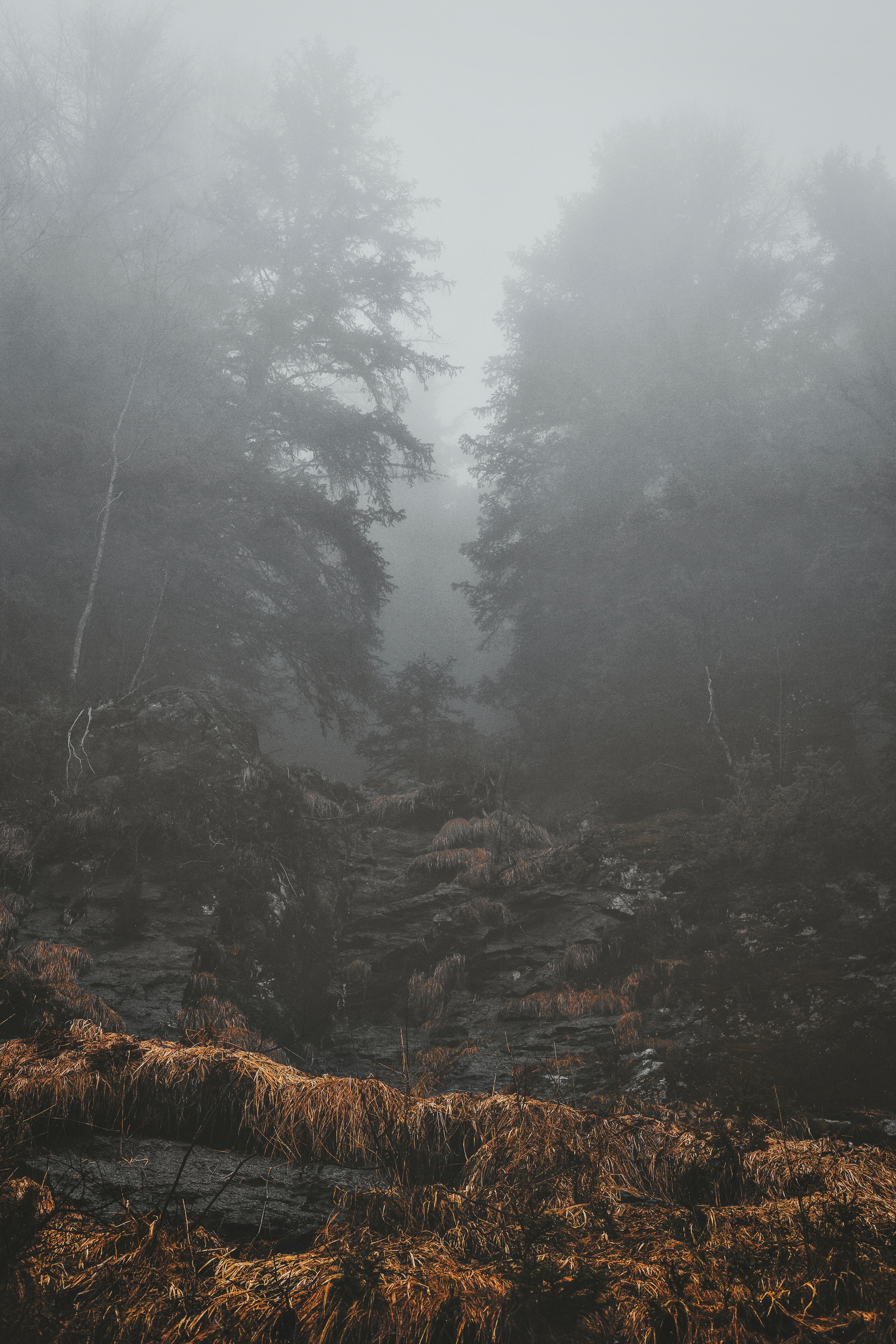 Trees during Foggy Morning · Free