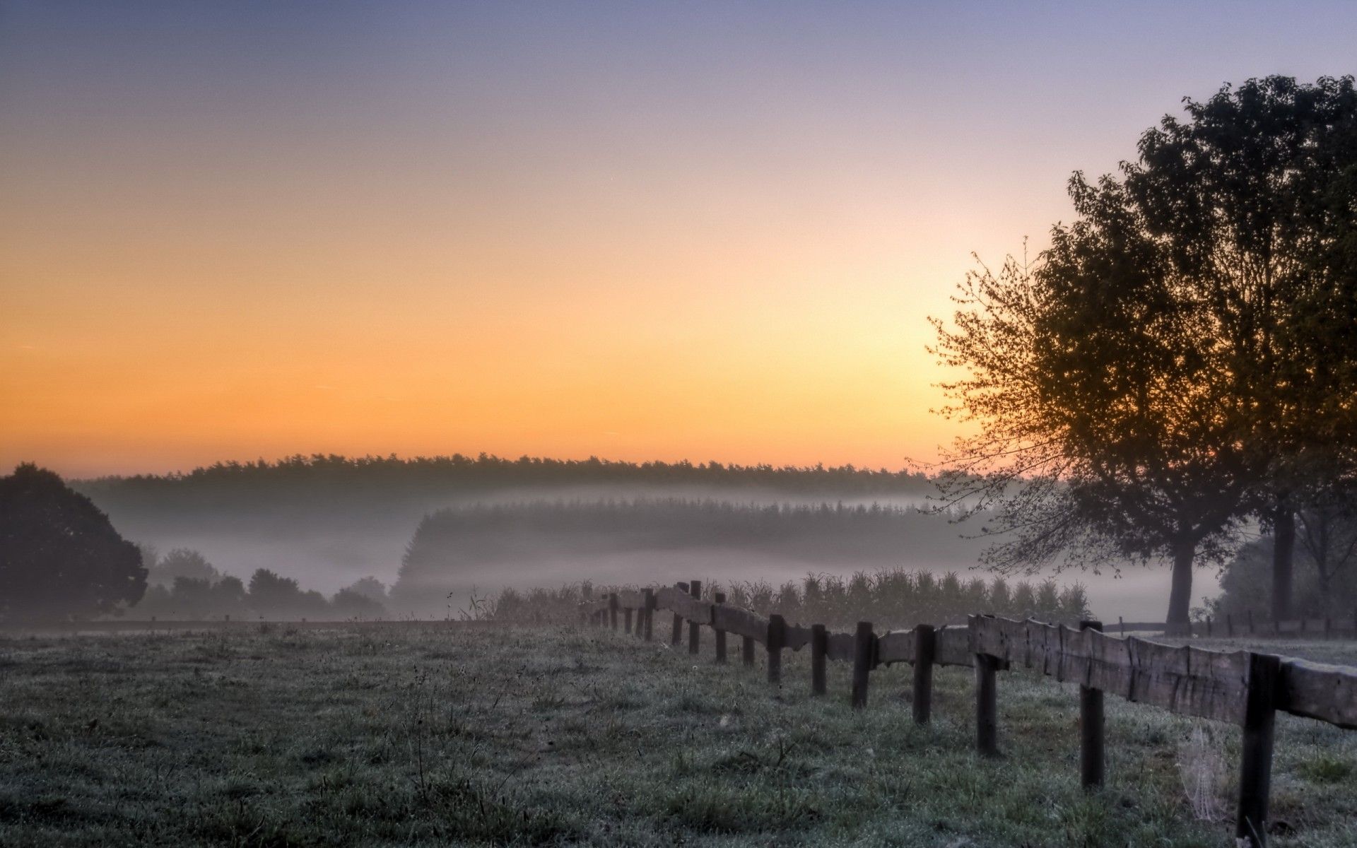morning, Field, Trees, Fog, Landscape, Sunrise Wallpaper HD / Desktop and Mobile Background