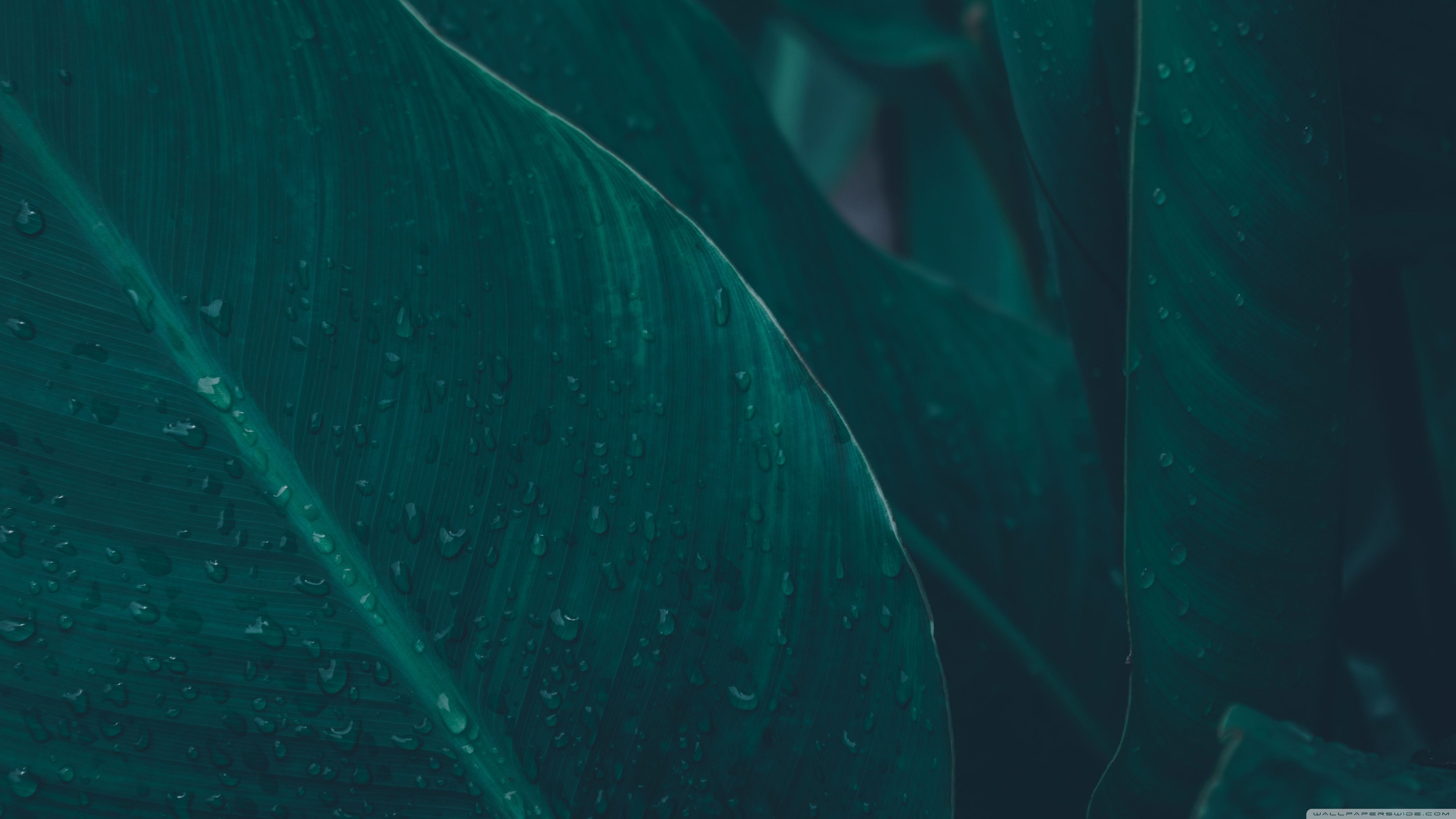 Green Tropical Leaves Ultra HD Desktop Background Wallpaper for 4K UHD TV, Widescreen & UltraWide Desktop & Laptop, Tablet