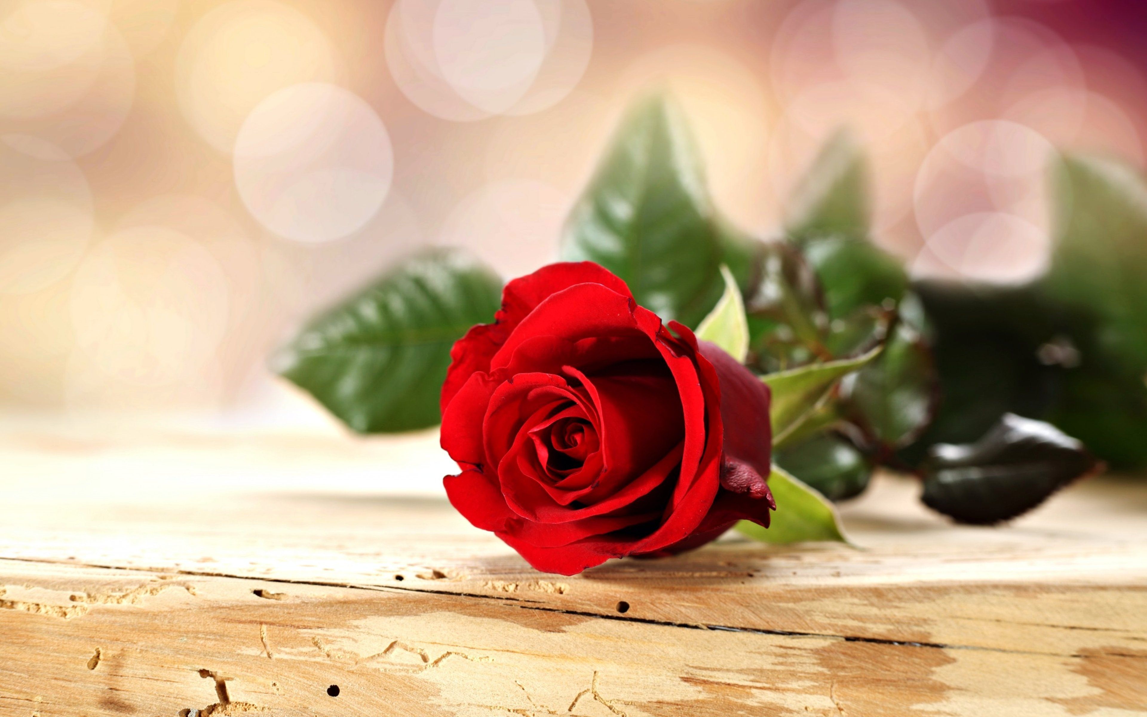 Wallpaper, 3840x2400 px, emotions, flowers, for, life, love, red, romance, rose, spring 3840x2400