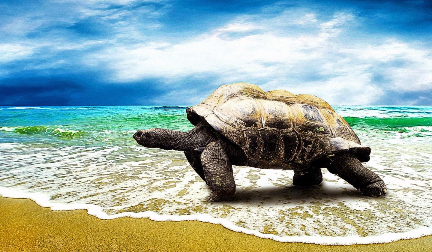 Turtle On Beach Wallpaper HD Desktop