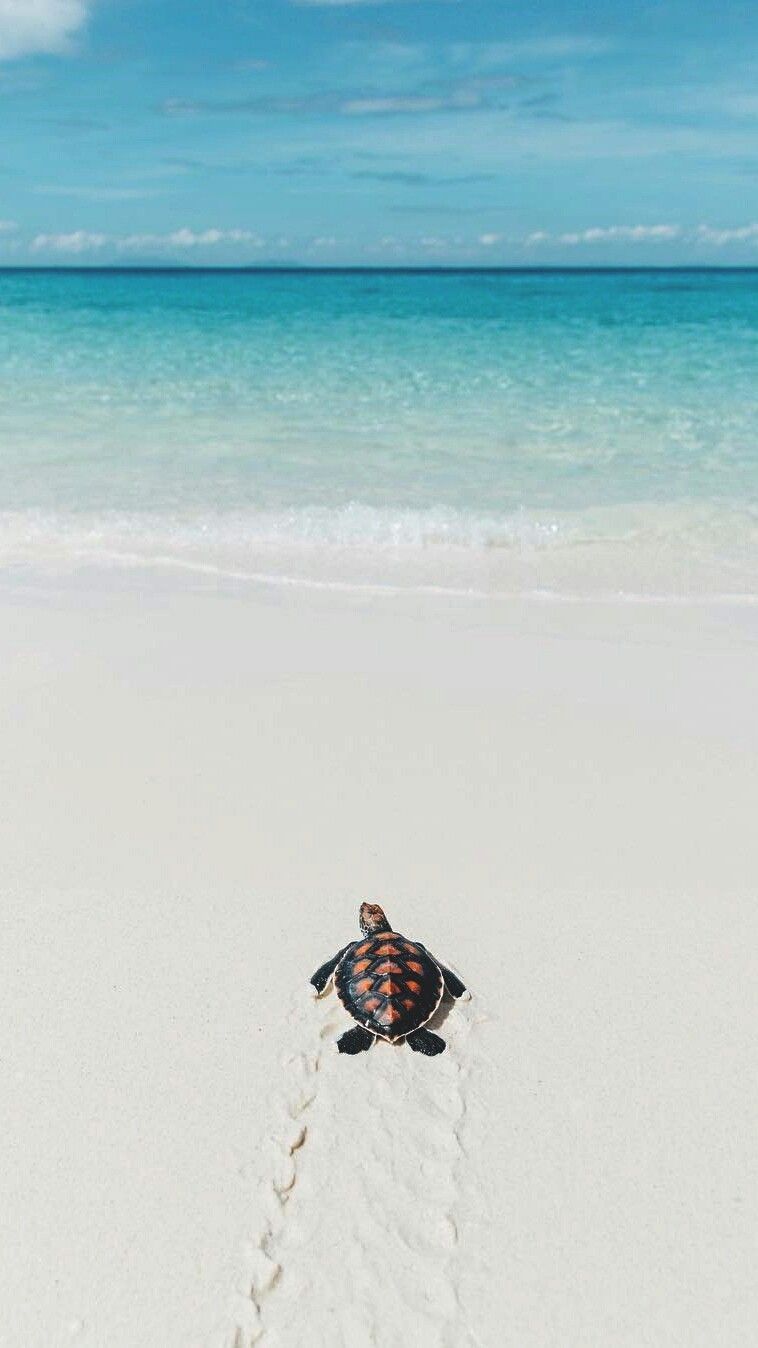 Turtle Beach Wallpaper