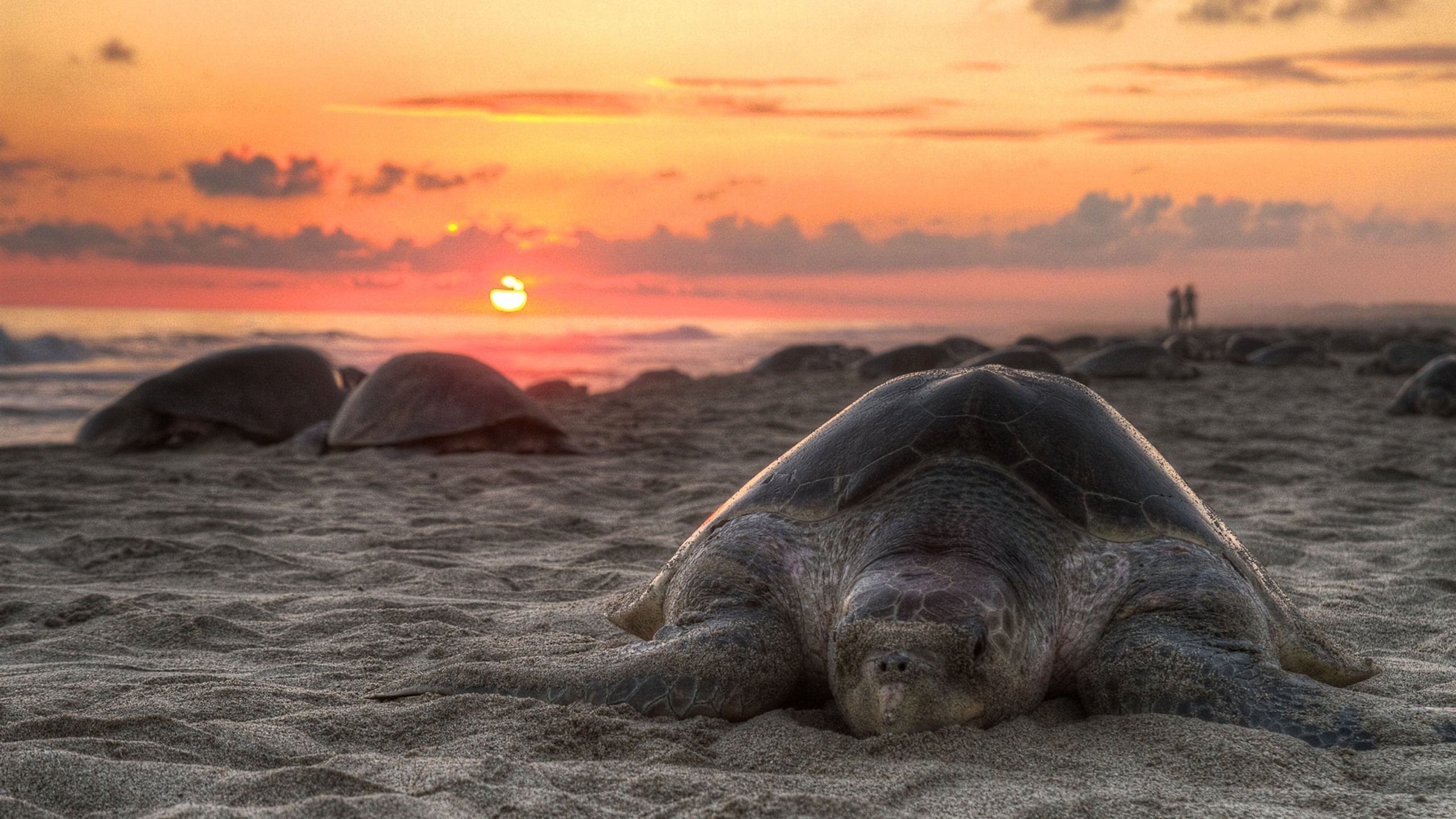 Wallpaper Turtle, beach, sunset 2560x1600 HD Picture, Image