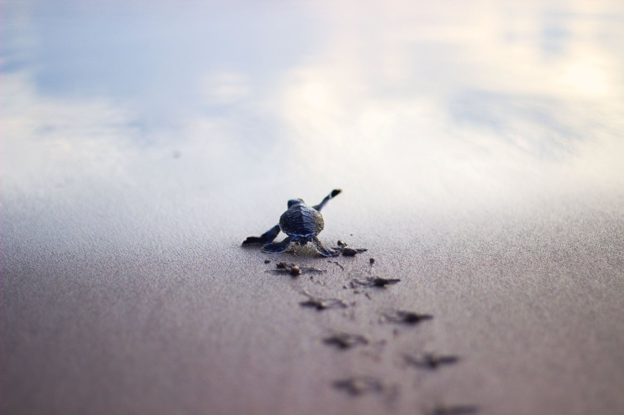 Baby Sea Turtle Background HD Wallpaper