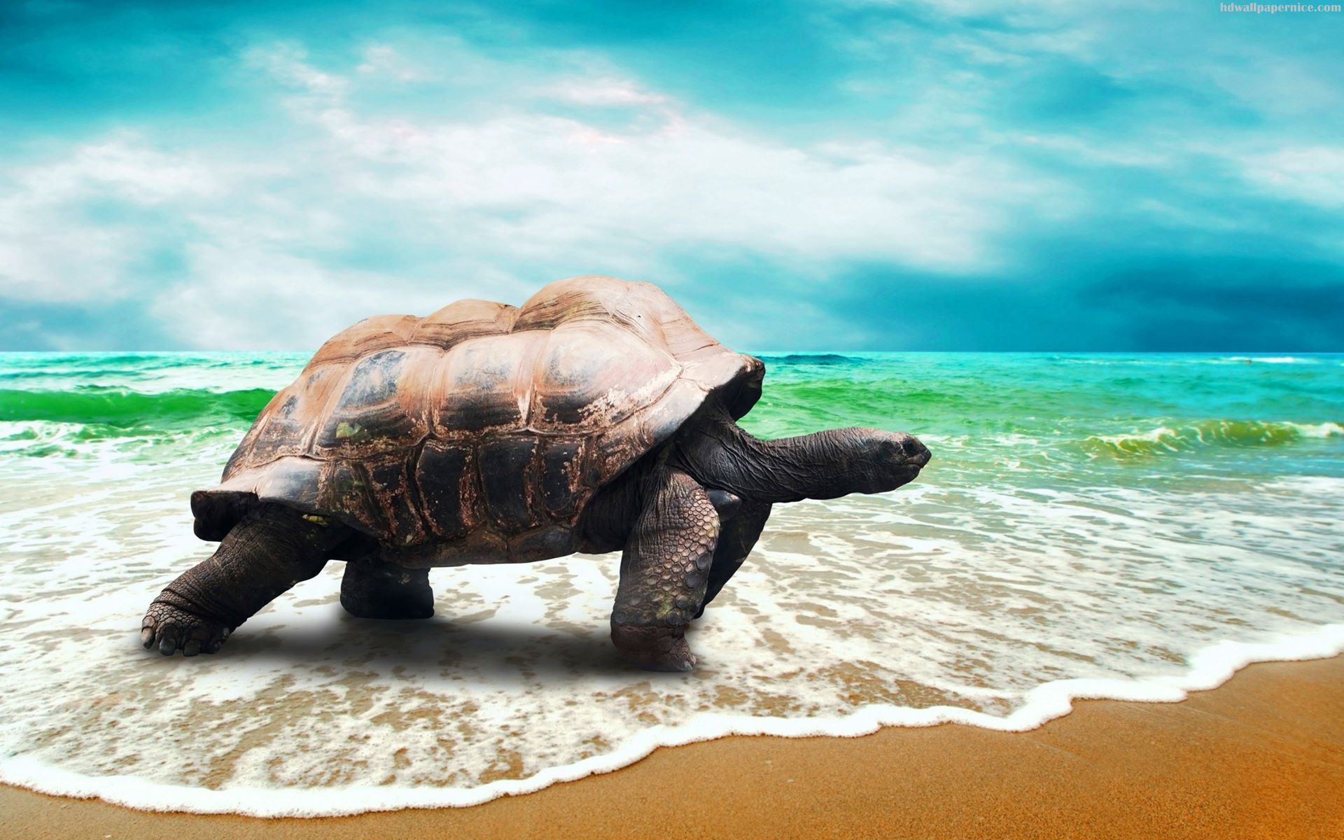 Turtle On The Sand Beach Nice Background HD Wallpaper