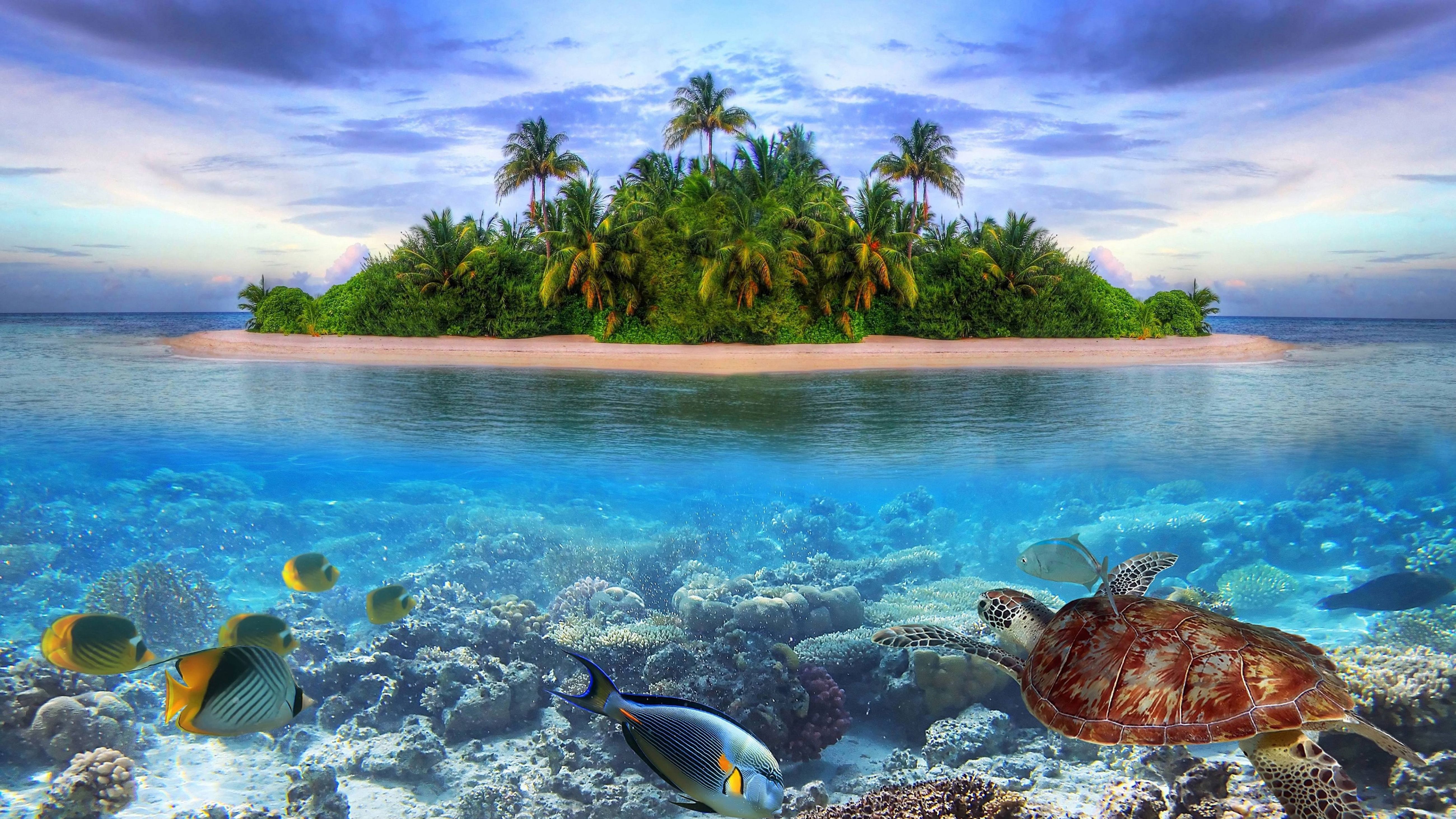 Tropical Island Maldives Palm Trees Sandy Beach Underwater World Turtle Fishes Corals Ultra HD Wallpaper For Desktop Mobile Phones Tablet And Tv 5200x2925, Wallpaper13.com