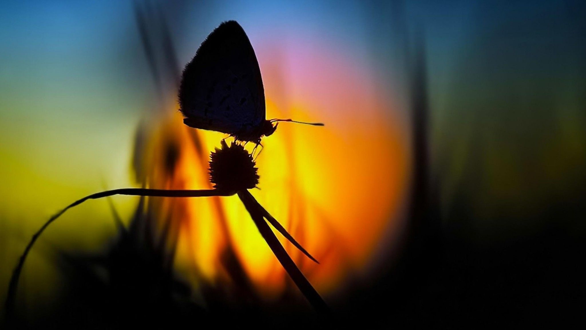 Butterfly Sunset Photography
