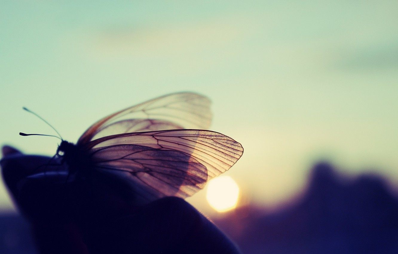 Wallpaper the sun, butterfly, sunset, nature, Macro image for desktop, section макро