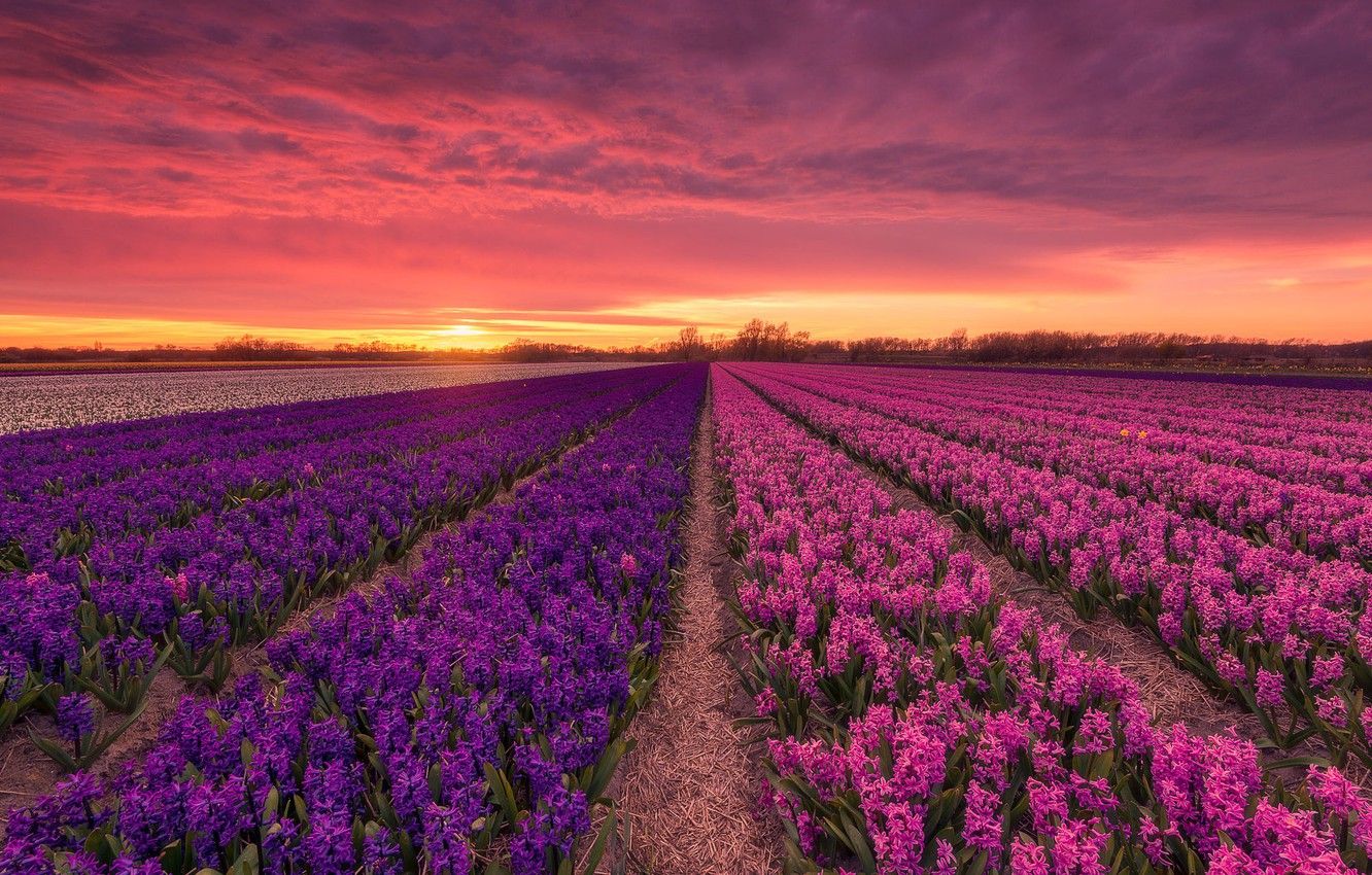 Wallpaper field, sunset, Holland, hyacinths image for desktop, section пейзажи