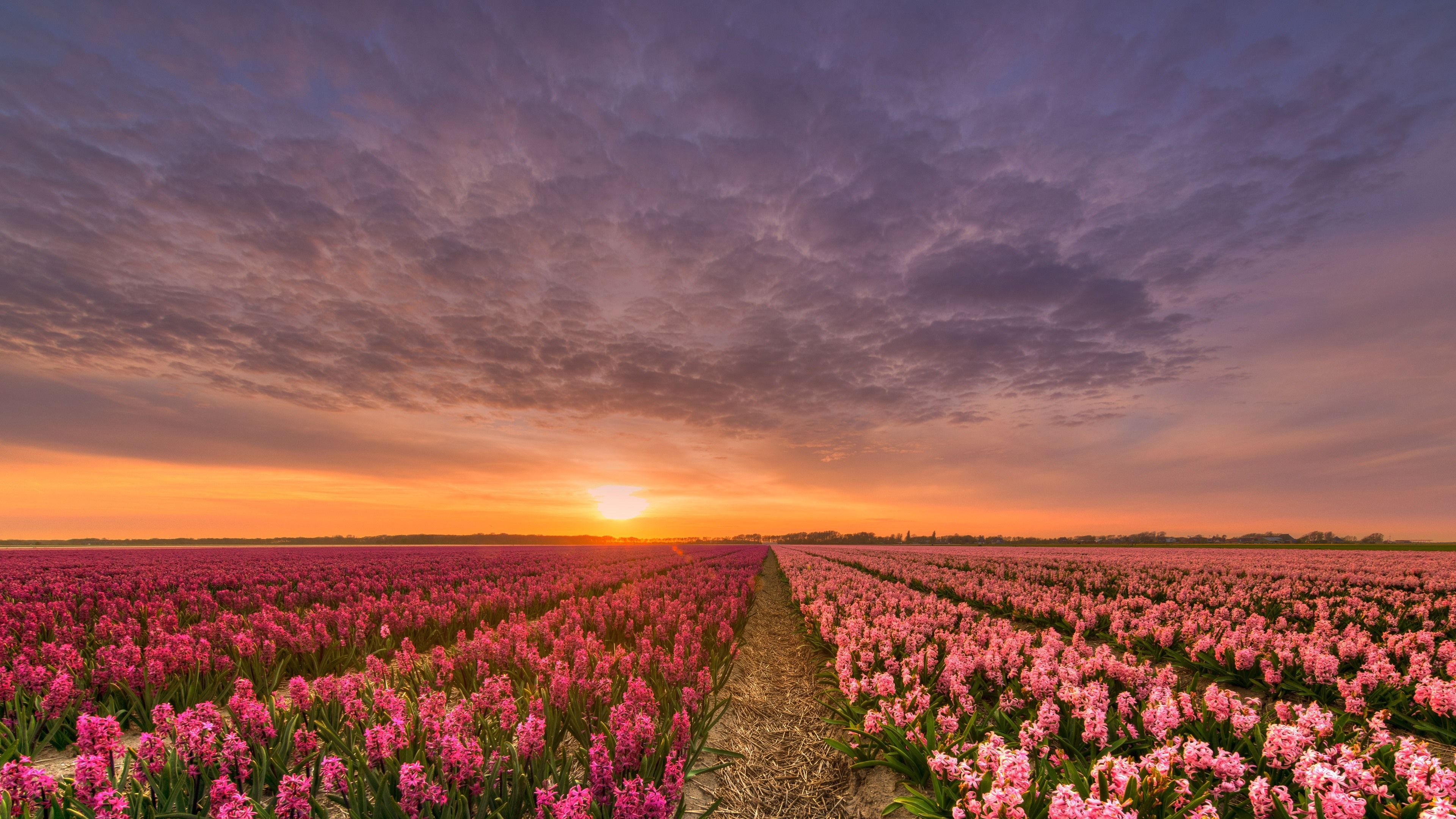 Wallpaper Hyacinth, pink flowers, fields, sunset 3840x2160 UHD 4K Picture, Image