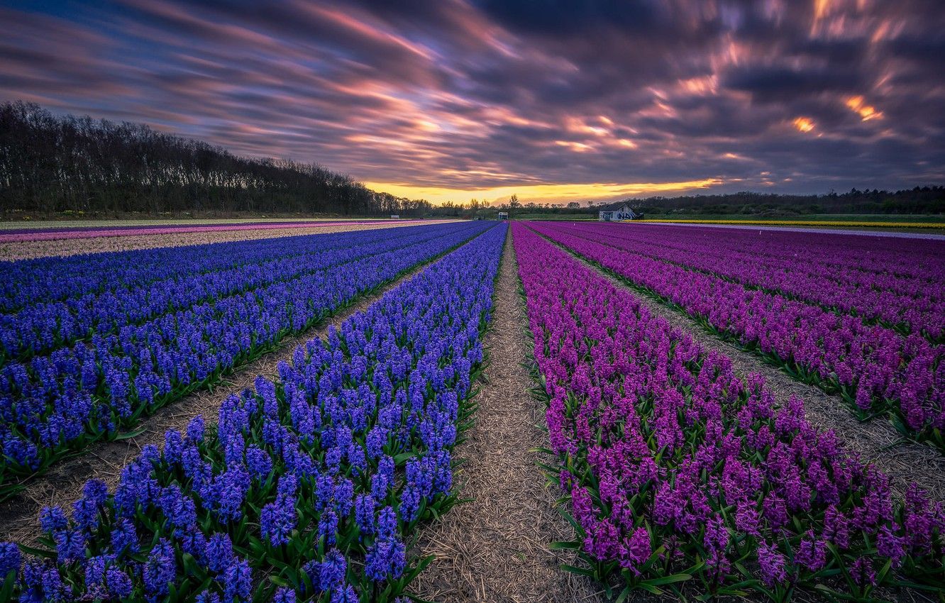 Wallpaper field, sunset, Holland, hyacinths image for desktop, section пейзажи