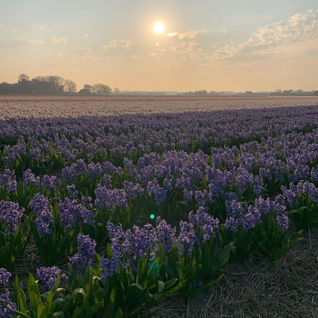 Sunset over a flower field in the Netherlands. Sunsets & sunrises worldwide on Instagram: “Sunset over a hy. Ocean photography, Nature photography, Sunrise sunset