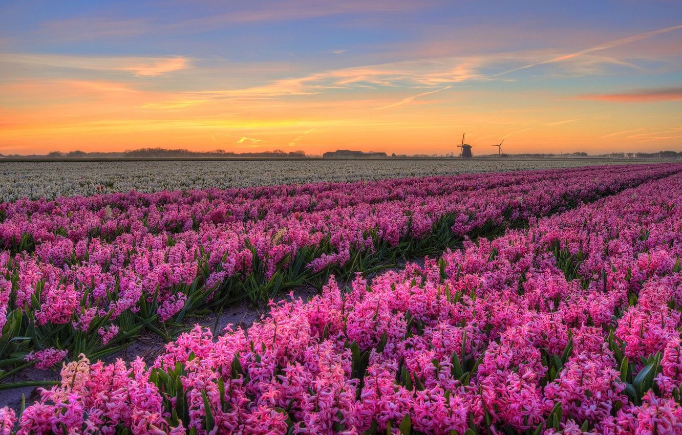 Wallpaper field, the sky, clouds, landscape, sunset, flowers, treatment, spring, the evening, mill, pink, a lot, the ranks, plantation, hyacinths, wind image for desktop, section пейзажи