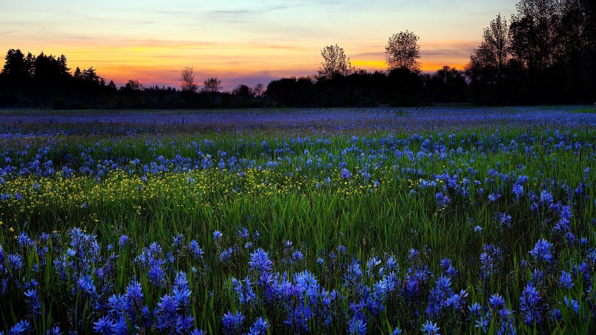 Colored Flower Field