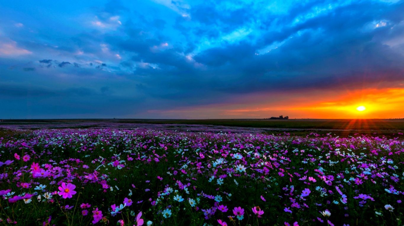 Field Hyacinths Sunset Wallpapers - Wallpaper Cave