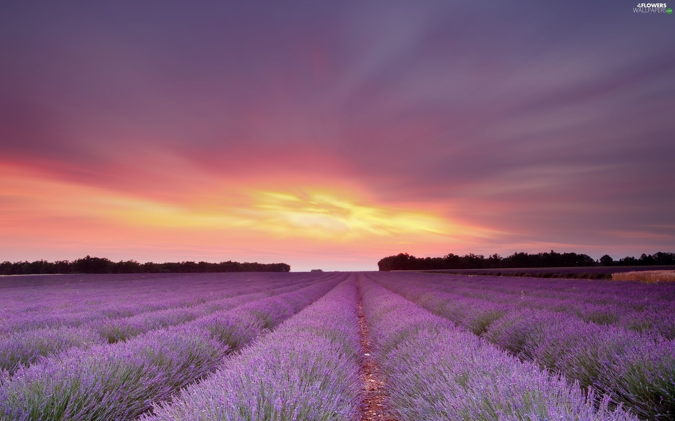 Great Sunsets, Field, lavender wallpaper: 4762x3175