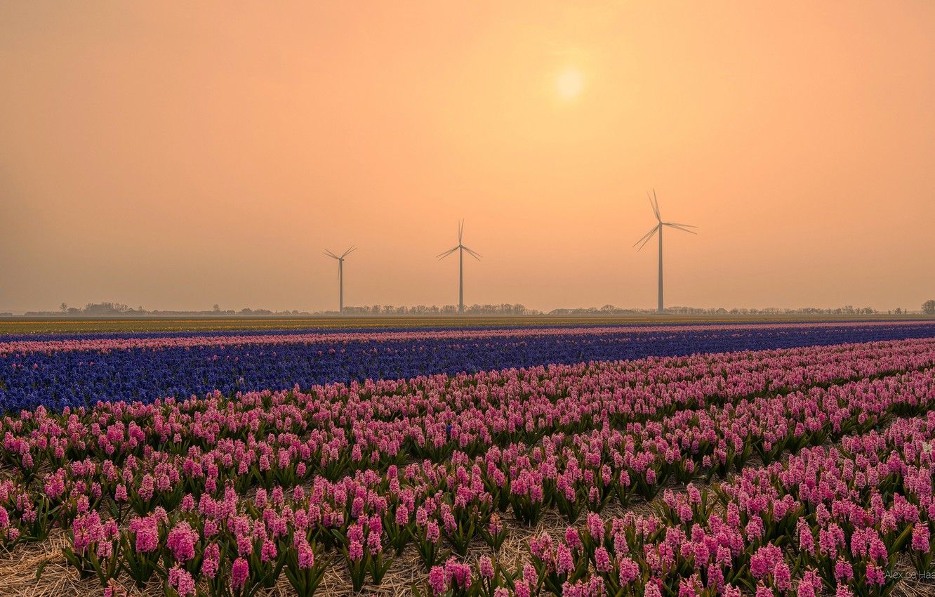 Wallpaper field, sunset, flowers, Netherlands, hyacinths image for desktop, section пейзажи