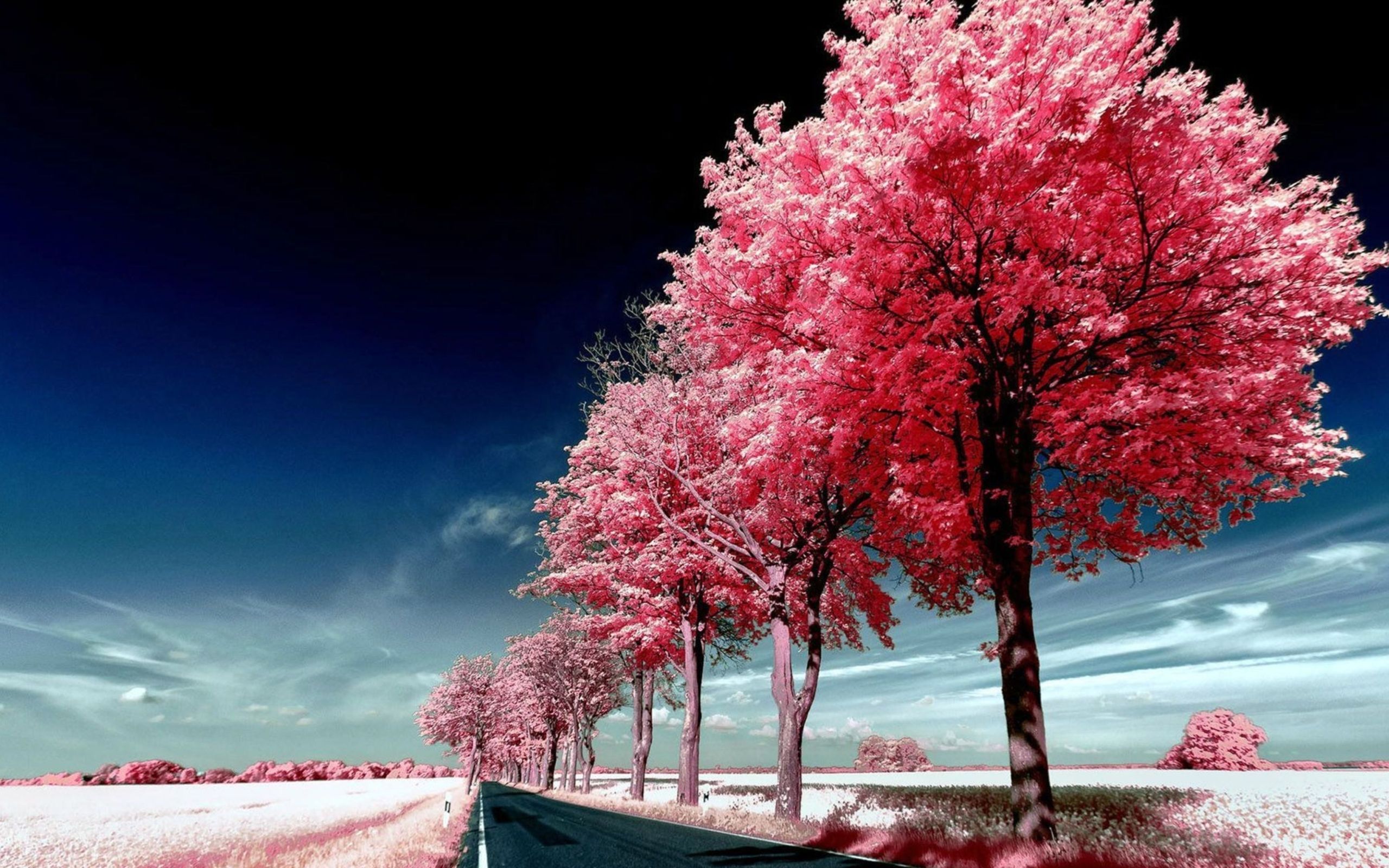 Roadside Pink Trees MacBook Air Wallpaper Download