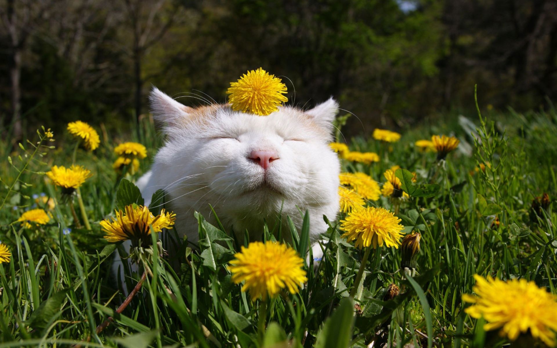 Springtime Cats