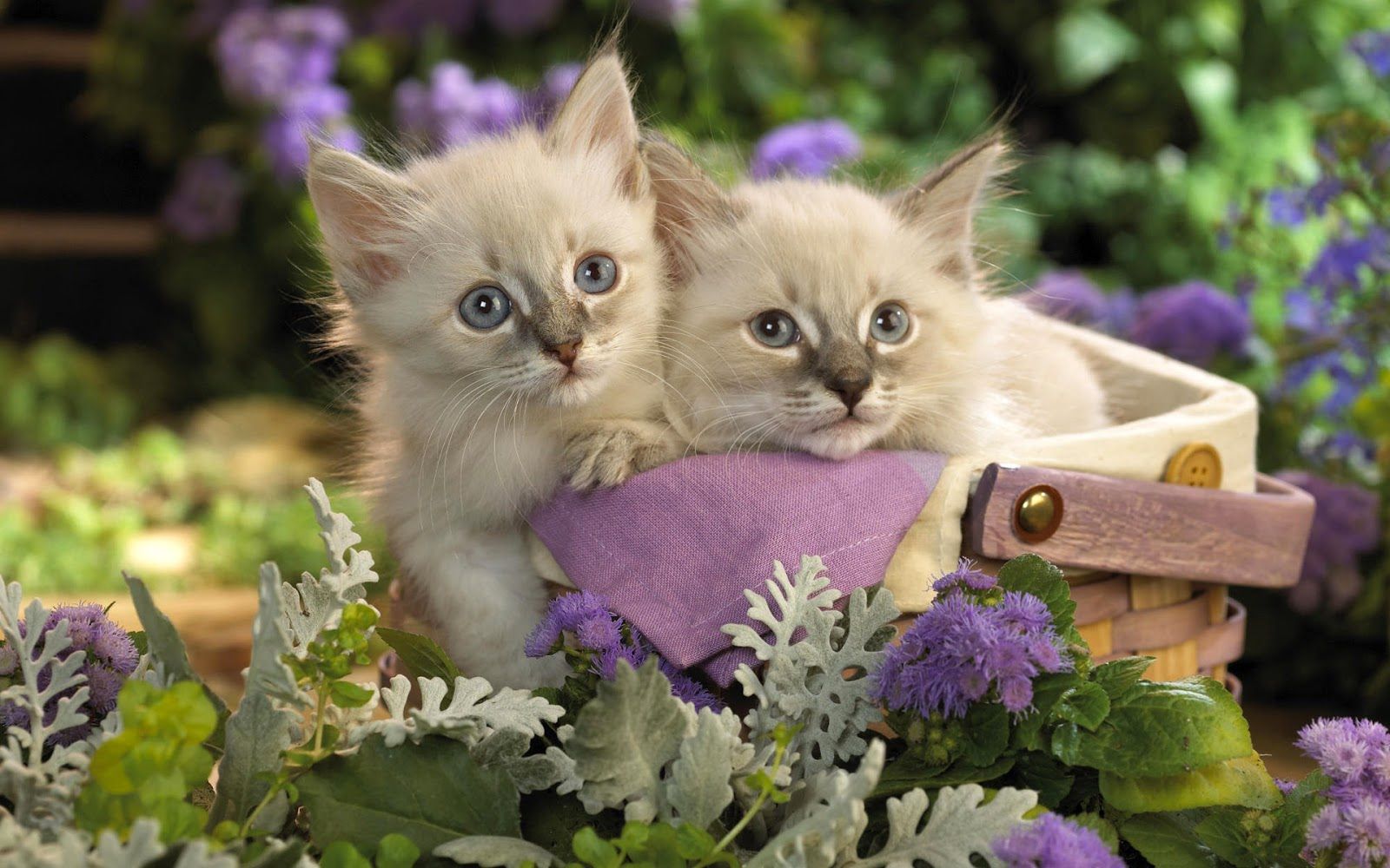 Spring Time Cats Wallpapers - Wallpaper Cave