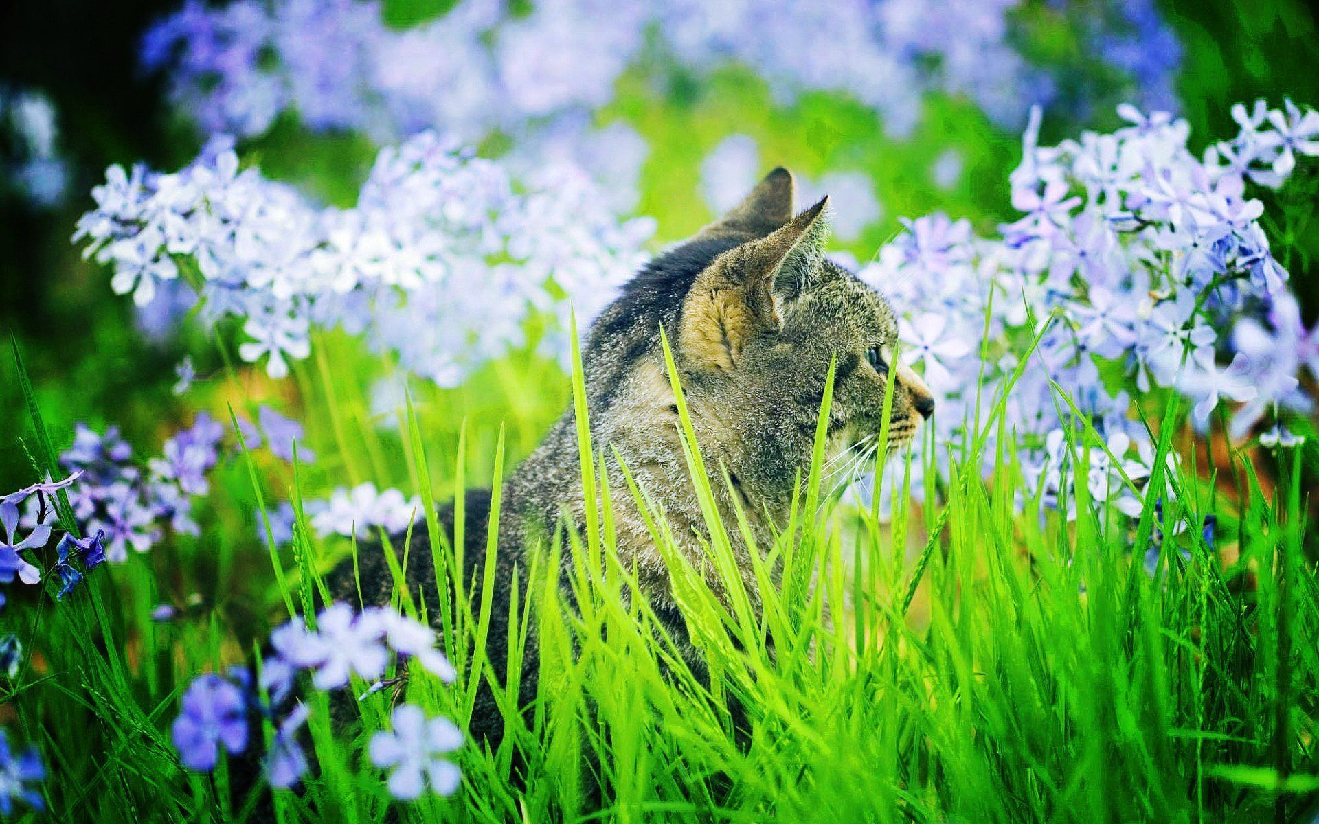 cat, In, Garden Wallpaper HD / Desktop and Mobile Background