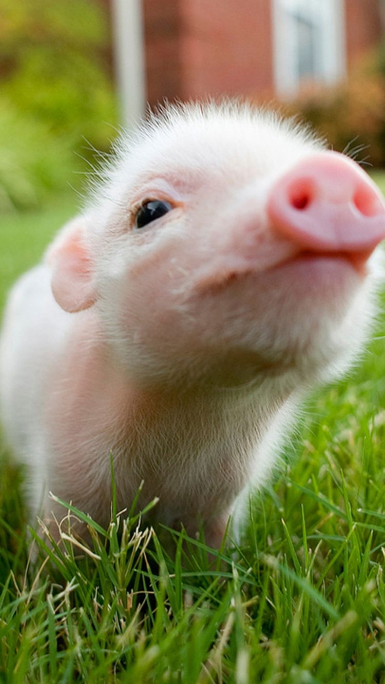 Free download Cute pig LG G2 Wallpaper LG G2 Wallpaper LG Wallpaper [1080x1920] for your Desktop, Mobile & Tablet. Explore Cute Piggy Wallpaper. Cute Piggy Wallpaper, Piggy Wallpaper, Miss Piggy Wallpaper